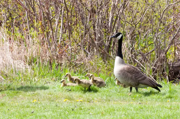 a mother goose in the grass with her babies