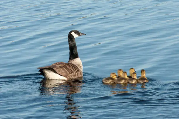 a mother Canada goose swims with her babies