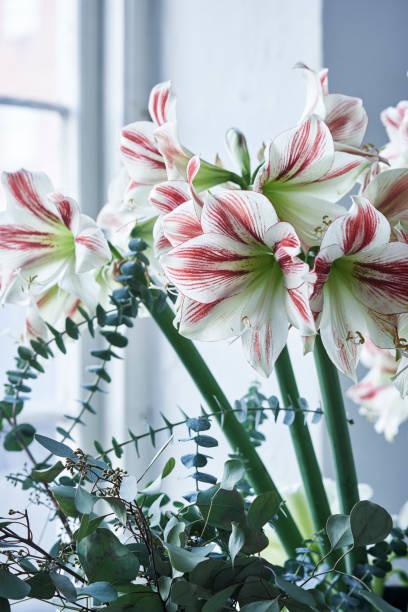 red and white striped amaryllis named ambiance