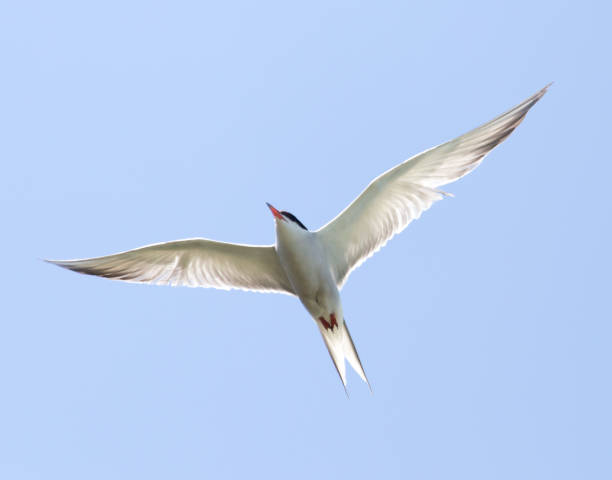 istock seagull on a background of blue sky 694948160