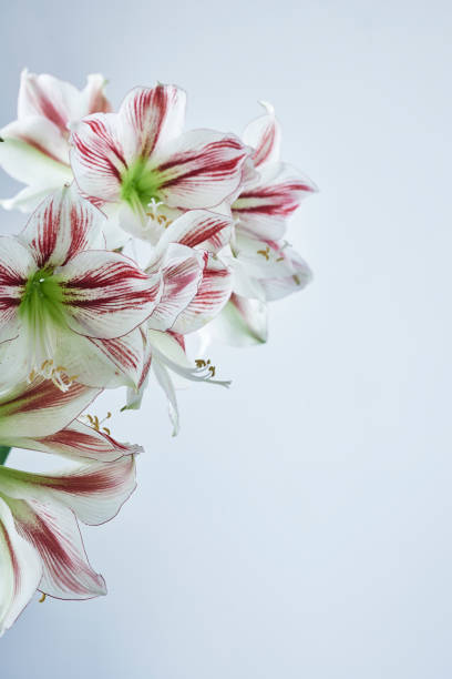 istock red and white striped amaryllis named ambiance 694950202