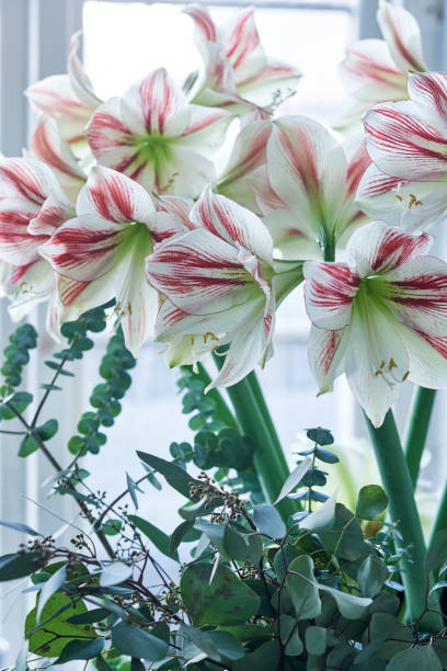 istock red and white striped amaryllis named ambiance 694950214