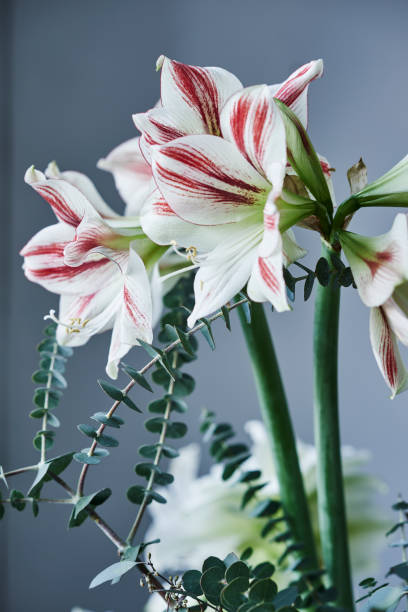 istock red and white striped amaryllis named ambiance 694950218