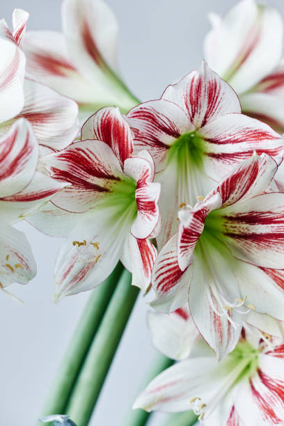 istock red and white striped amaryllis named ambiance 694950222
