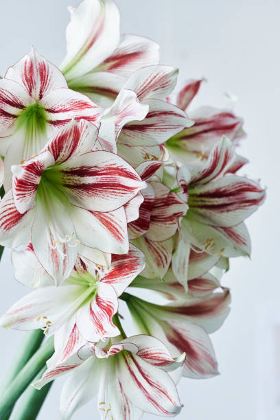 istock red and white striped amaryllis named ambiance 694950242