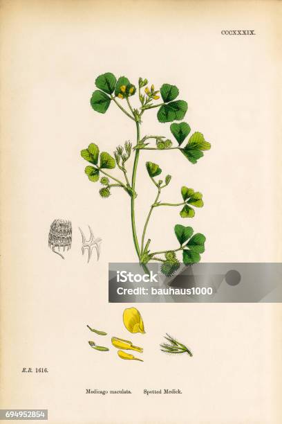 Spotted Medic Medicago Maculata Victorian Botanical Illustration 1863 Stock Illustration - Download Image Now