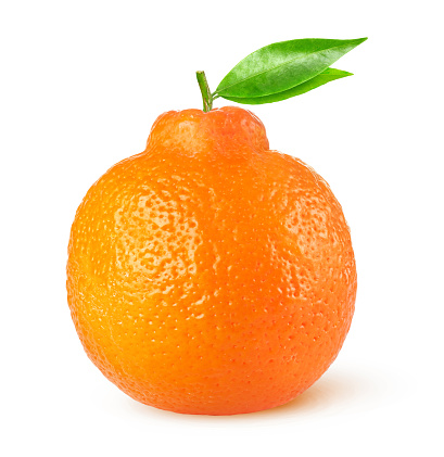 Isolated citrus fruit. One minneola tangelo with leaves isolated on white background with clipping path