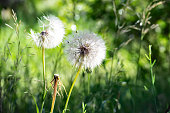 Picture of the white blowballs in a green summer meadow in morning sun light