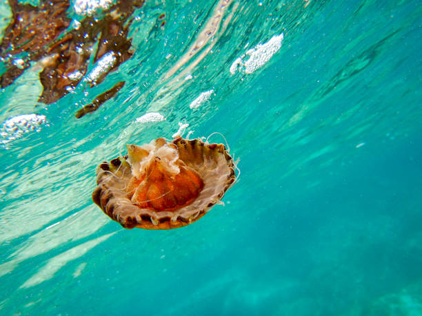 istock Jellyfish Underwater Photo 694966272