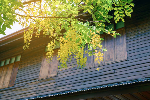 istock Golden shower with Thai style house background. 694969354