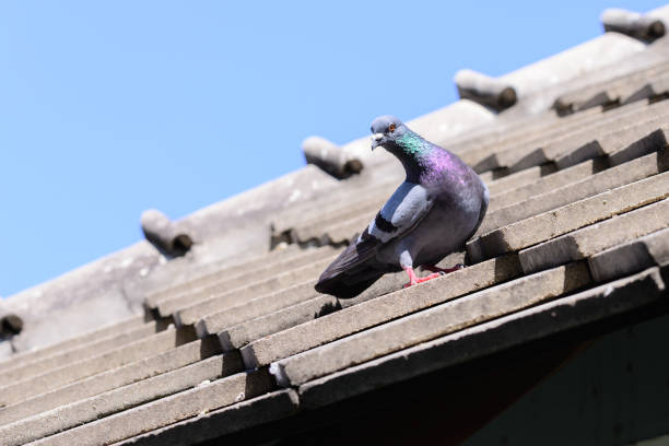 istock Cute pigeon on roof. 694969524