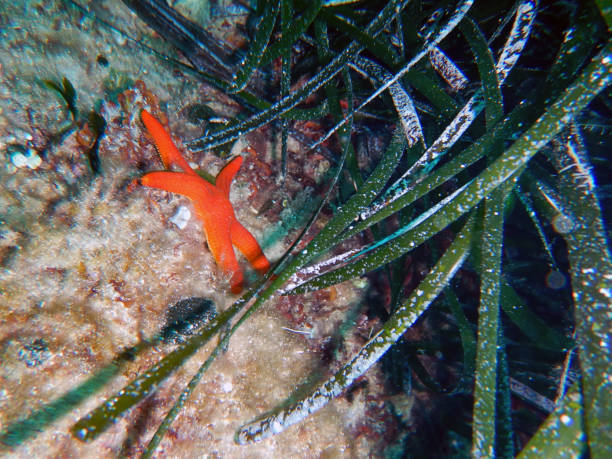 istock Red Sea Star Underwater in Ocean 694975604