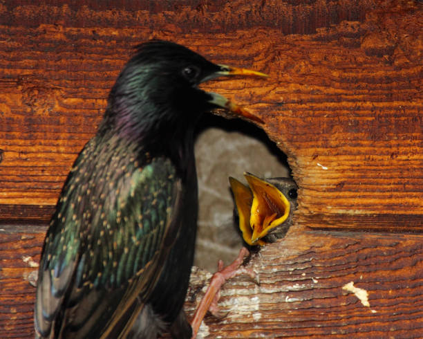 Starling Nestlings Begging - fotografia de stock