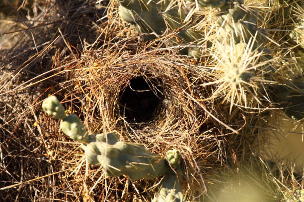 Cactus Wren Nest - fotografia de stock