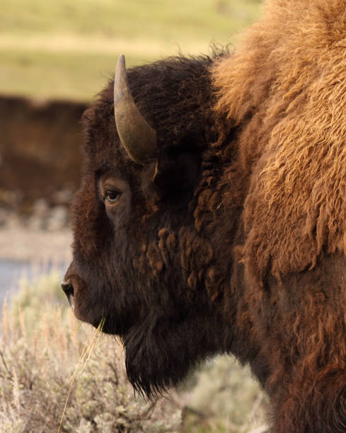 Buffalo Chewing Grass - fotografia de stock