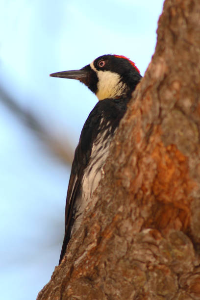 Acorn Woodpecker Looking Away - fotografia de stock