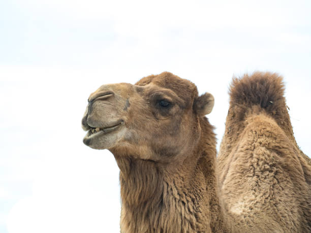 camel (camelus bactrianus) with funny expression isolated on white background - bactrianus imagens e fotografias de stock