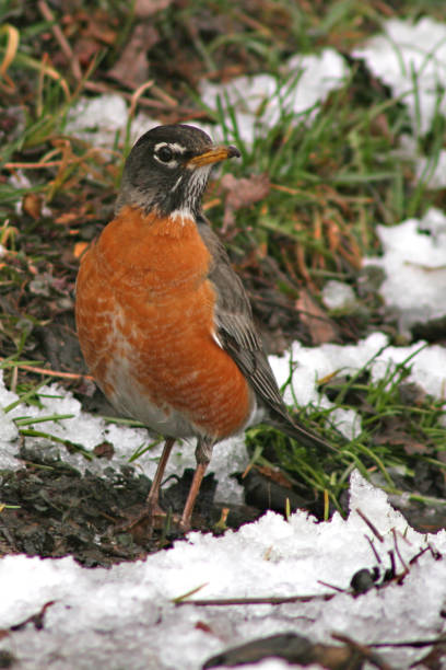 Robin Feeding In Snow - fotografia de stock