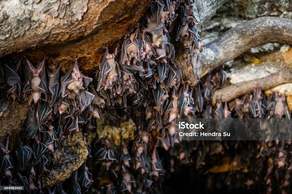 Fruit bats colony also called Rousette fruit bats Massive fruit bats colony in Samal Island - Davao, Philippines. The place is called Monfort bat cave Animal Stock Photo