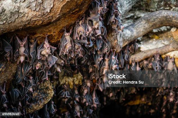 Fruit Bats Colony Also Called Rousette Fruit Bats Stock Photo - Download Image Now - Animal, Animal Body Part, Animal Wing