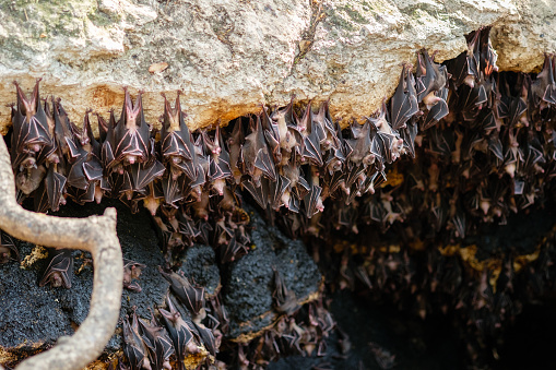 Massive fruit bats colony in Samal Island - Davao, Philippines. The place is called Monfort bat cave