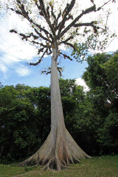 Giant Ceiba tree in Tikal, Guatemala, Central America