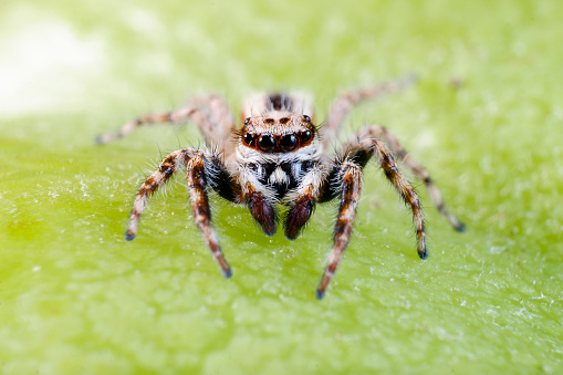 Common house jumping spider also known as Menemerus bivittatus