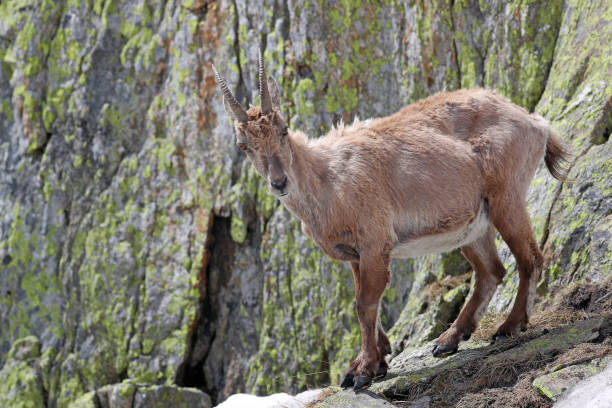 istock Ibex goat standing in its natural habitat 694988638