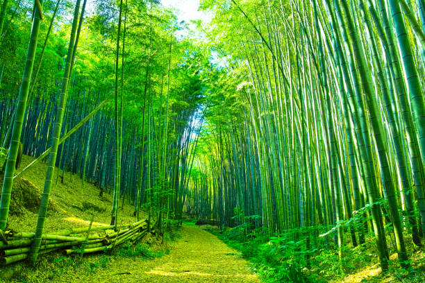 frischen grünen bambushainen und bambuswälder - bamboo grove stock-fotos und bilder