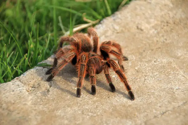 A large brown Rose Hair Tarantula crawling in the garden, Chile, South America