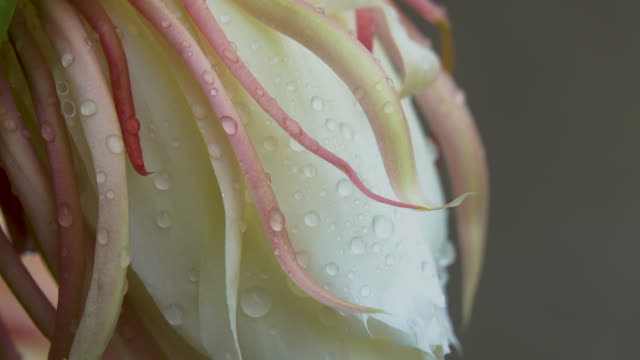 4K Peony Flower with dropping on after raining