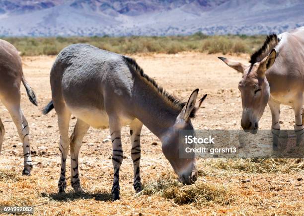 Somali Wild Donkey Stock Photo - Download Image Now - Animal, Animal Wildlife, Animals In Captivity - iStock Somali Wild Donkey Stock Photo - Download Image Now - Animal, Animal Wildlife, Animals In Captivity - iStock