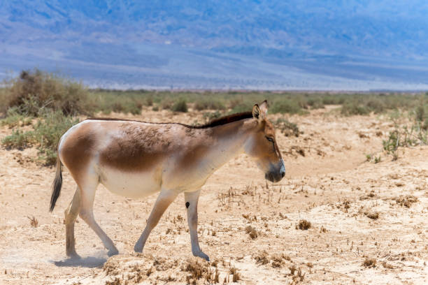 istock Onager is a brown Asian wild donkey (Equus hemionus) 694994266