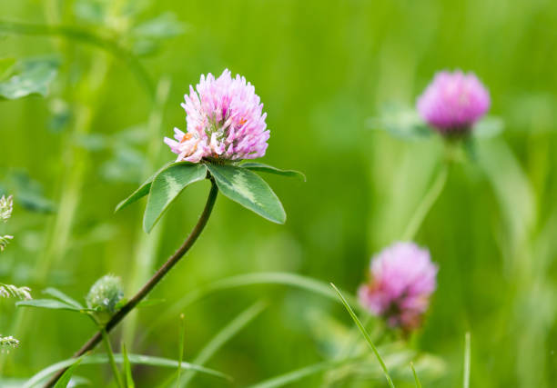istock Beautiful flower on clover in nature 694994354
