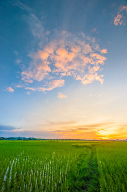 Panoramic view nature Landscape of a green field with rice at sunset
