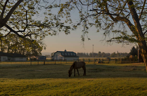 istock Sunday on the Farm 695004154