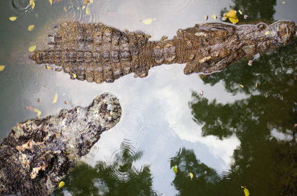 istock Hunting. Crocodile in the river. 695009828