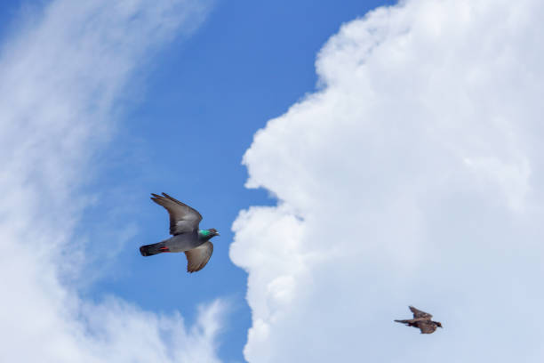 istock Pigeon flies in the blue sky in a sunny day. 695009882