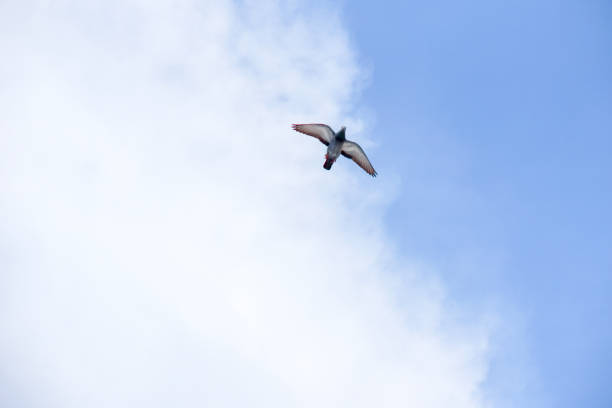 istock Pigeon flies in the blue sky in a sunny day. 695009962