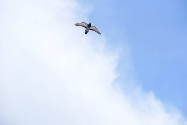 istock Pigeon flies in the blue sky in a sunny day. 695009982