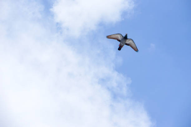 istock Pigeon flies in the blue sky in a sunny day. 695009984