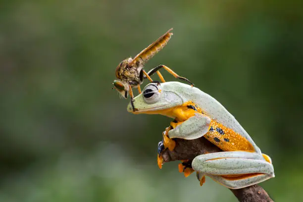 Robber Fly and Flying Tree Frog