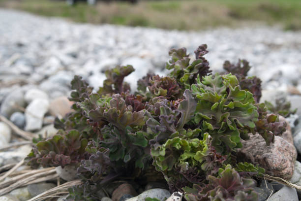 sea kale - flower cabbage kale edible flower stock-fotos und bilder