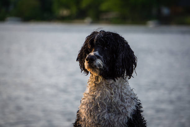 istock Portuguese Water Dog 695019282