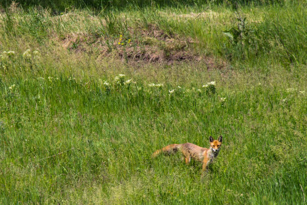 istock Red fox (Vulpes Vulpes) on green meadow. Fox in the wild 695022274