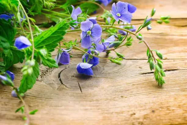 little delicate blue flowers persian speedwell, on a wooden table, rustic style, closeup