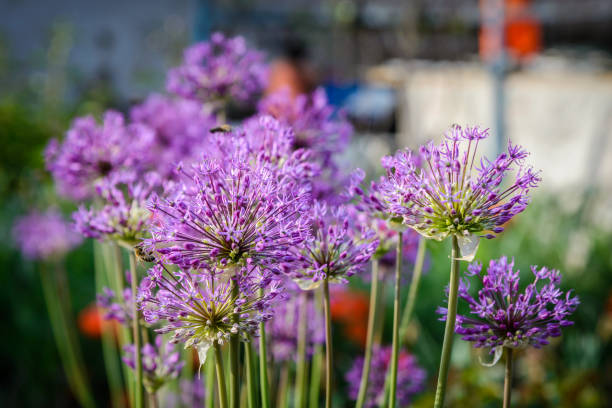 istock Large spherical umbrellas of wild onion 695031086