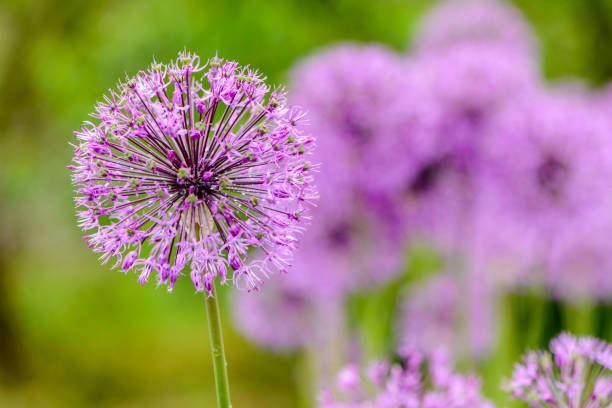 istock Large spherical umbrellas of wild onion 695031274