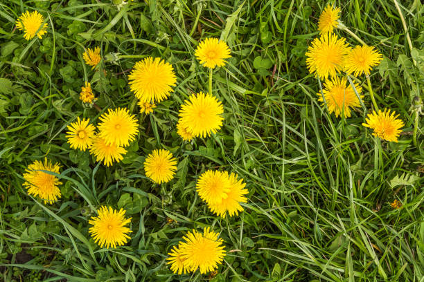 istock dandelion, yellow flowers on green grass 695031710