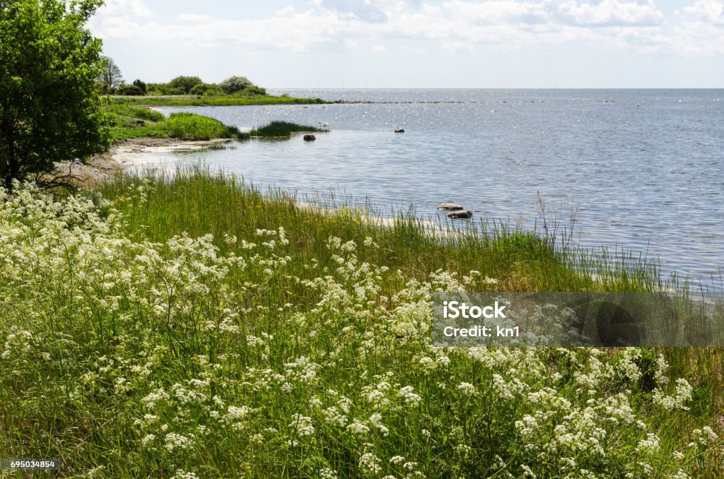 Fleurs d’été de la côte - Photo de Blanc libre de droits